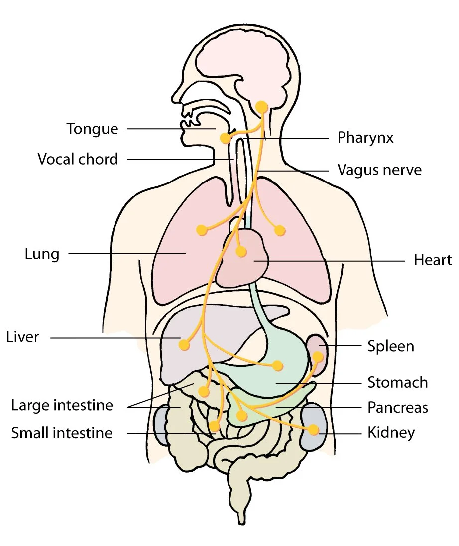 Vagus-nerve.jpg