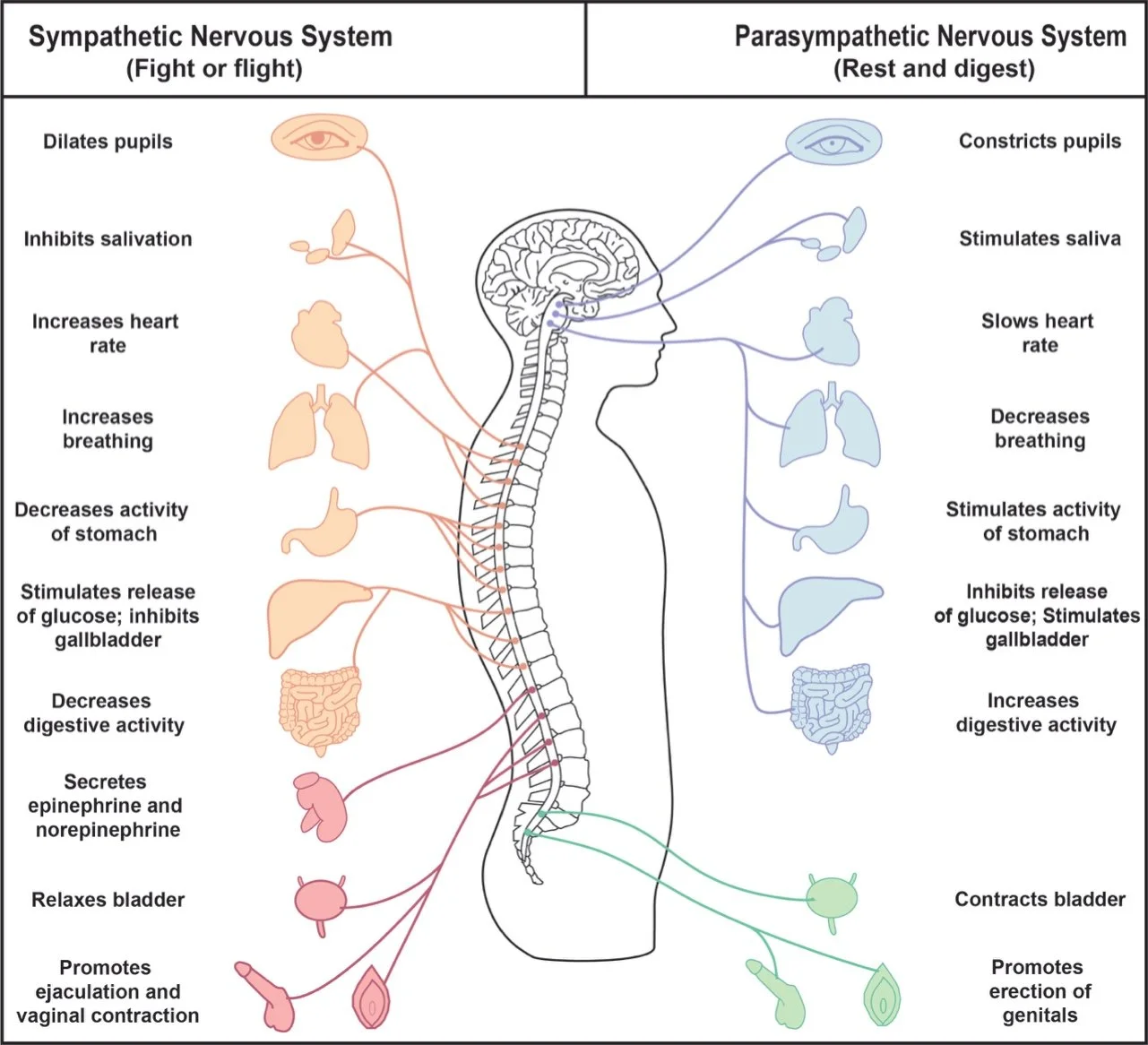 sympathetic-parasympathetic-system.jpg